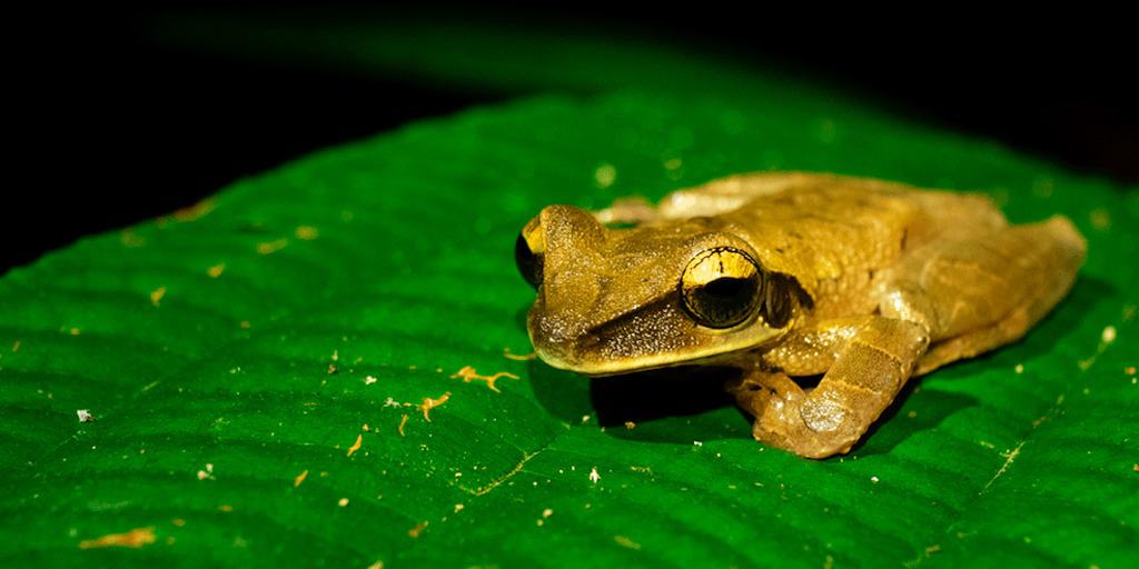 amazonia peruana