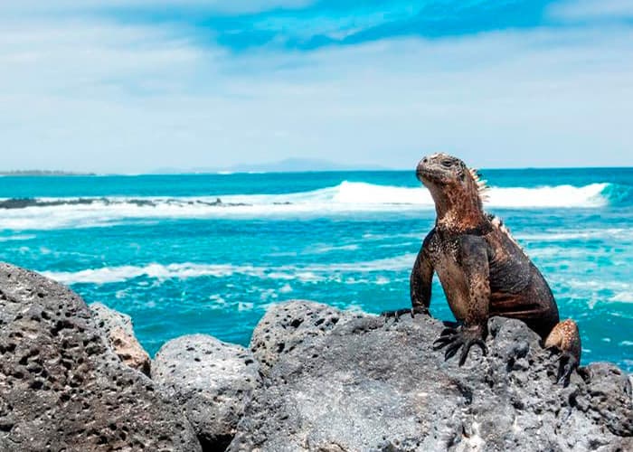 700-500-galeria-galapagos-tesouros-naturais